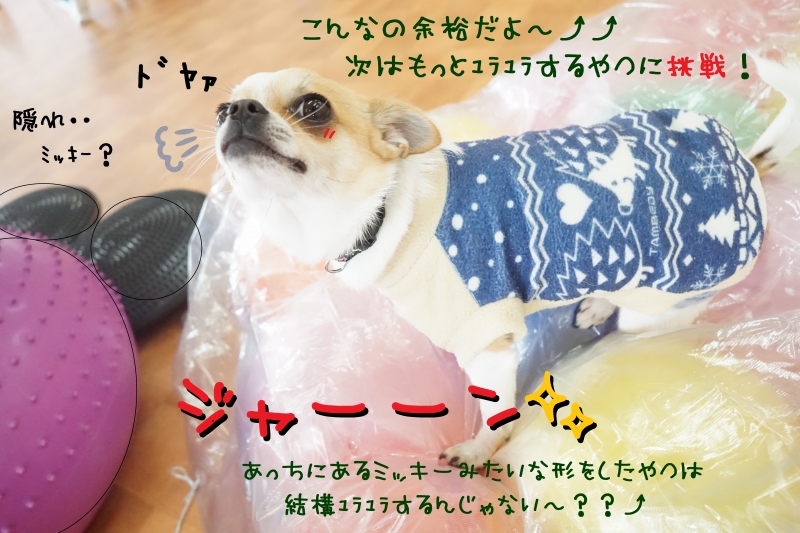 ﾊﾞﾗﾝｽﾎﾞｰﾙであれもこれも鍛えちゃおう 犬の幼稚園 ドッグホテル Chou Chou シュシュ