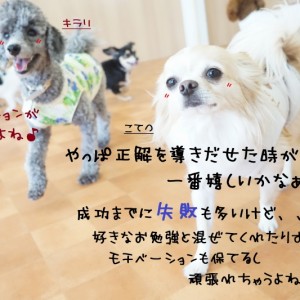 愛犬と楽しくお勉強を(^^)/