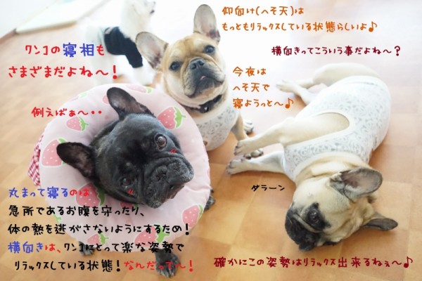 今日も良い夢見れますように(^_-)-☆