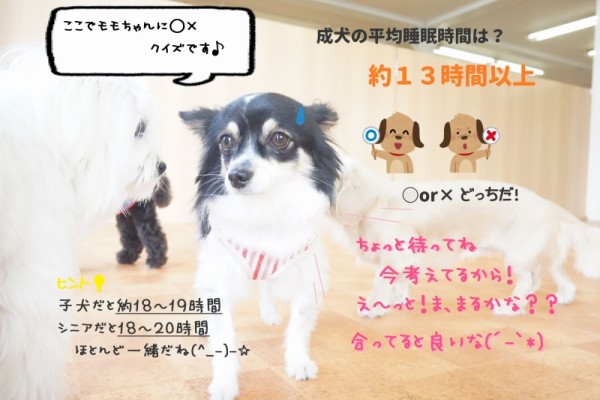 今日も元気一杯((((ｏﾉ´3｀)ﾉ