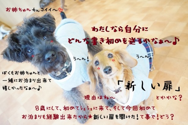 愛犬にどんな書き初めを送る？(´-｀*)
