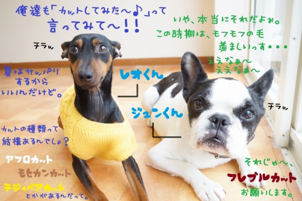 カットでこんなに変わるなんて･･･