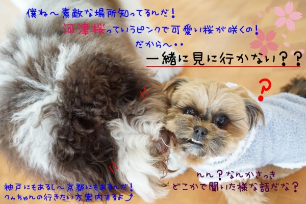 春を先取り！？