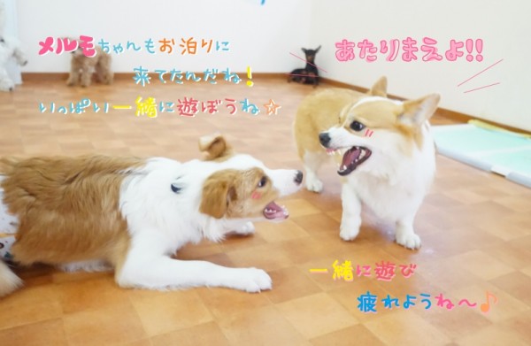 ワンちゃん続々登場☆彡