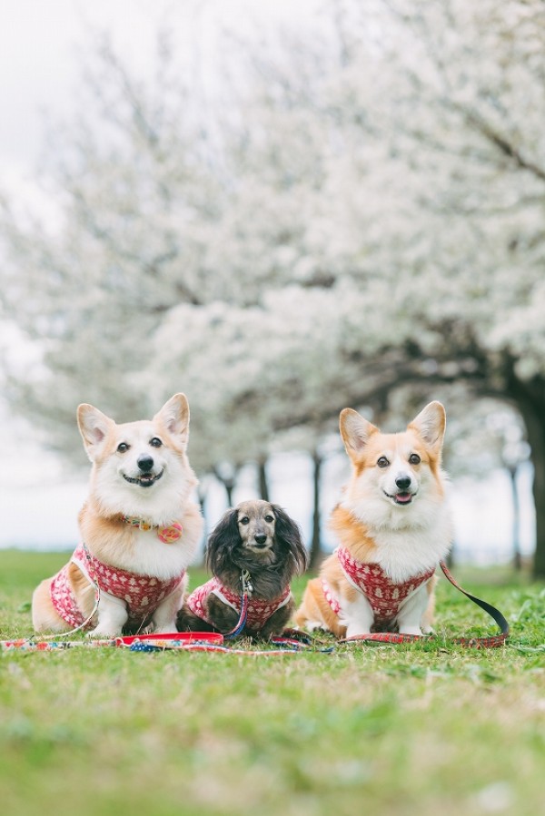 春の撮影会　ご報告ブログ🌸