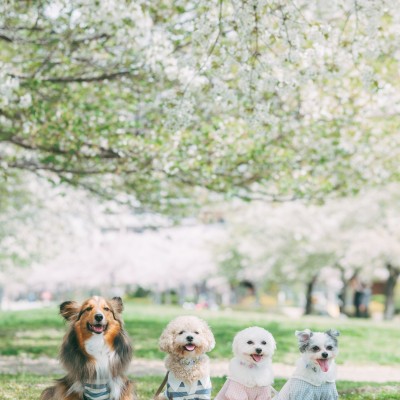 春の撮影会🌸2024年 ③