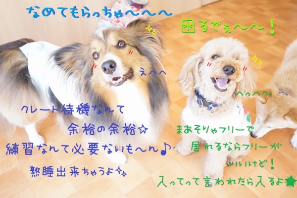 慣れらしておこう☆彡