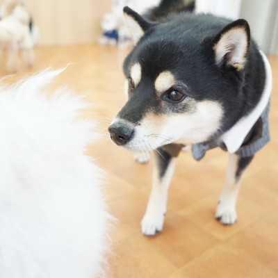 今までの思い出 【78】