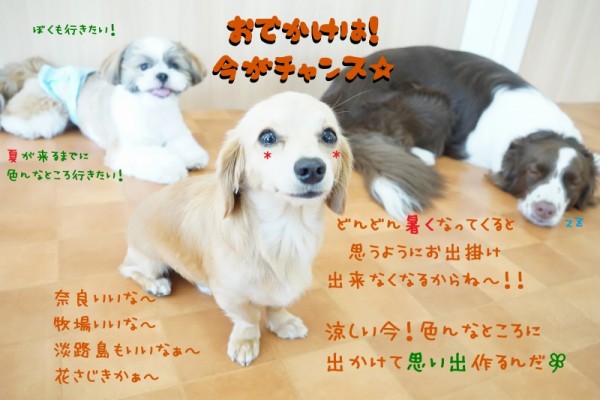 今がお出掛けの絶好のチャンス(^^)/