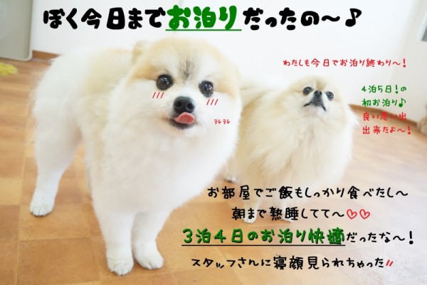 一人でも寝れるもん((((ｏﾉ´3｀)ﾉ