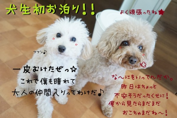 お泊りWEEKスタート🏨🐶