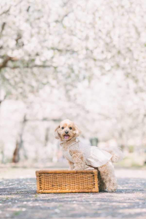 春の撮影会2025振り返り🌸