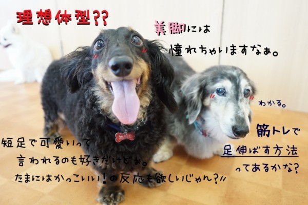 健康的な体を維持しよう🐕✨