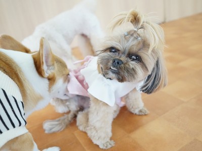 今までの思い出 【95】のサムネイル