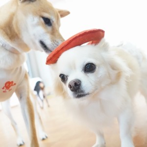 今までの思い出 【95】