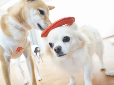 今までの思い出 【95】のサムネイル