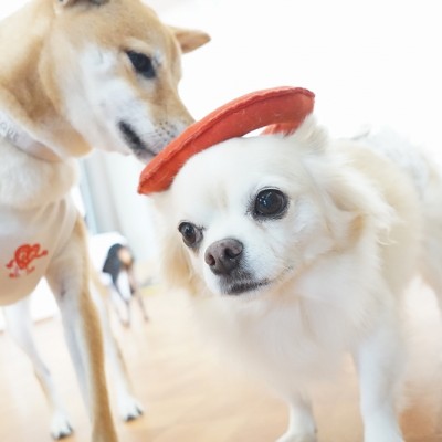 今までの思い出 【95】