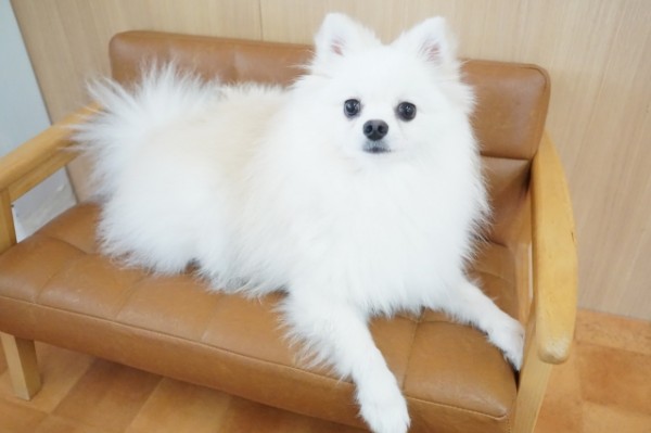 とうふちゃんのサムネイル